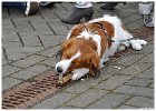 Koninginnedag Slangenbeek